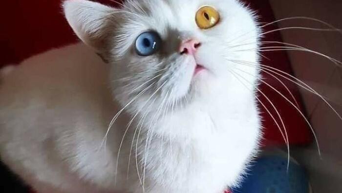 kucing gemas