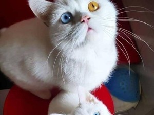 Polisi Selidiki Penembakan Kucing oleh Pria di Pulogadung Jaktim