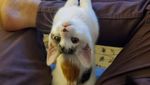 Gagal Traveling, Jangan Manyun Dong! Hibur Diri Lihat Kucing-kucing Gemoy Ini