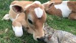 Gagal Traveling, Jangan Manyun Dong! Hibur Diri Lihat Kucing-kucing Gemoy Ini