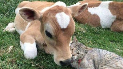 Gagal Traveling, Jangan Manyun Dong! Hibur Diri Lihat Kucing-kucing Gemoy Ini