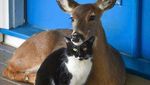 Gagal Traveling, Jangan Manyun Dong! Hibur Diri Lihat Kucing-kucing Gemoy Ini