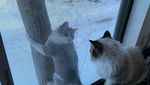Gagal Traveling, Jangan Manyun Dong! Hibur Diri Lihat Kucing-kucing Gemoy Ini