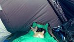 Gagal Traveling, Jangan Manyun Dong! Hibur Diri Lihat Kucing-kucing Gemoy Ini