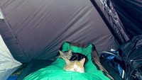 Dua ekor kucing yang mencari kehangatan di kaki seorang pendaki. Gemas! 