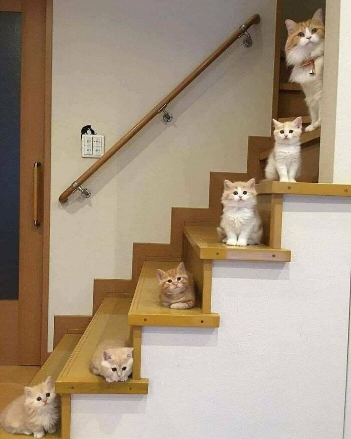 kucing gemas