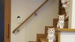 Gagal Traveling, Jangan Manyun Dong! Hibur Diri Lihat Kucing-kucing Gemoy Ini