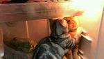 Gagal Traveling, Jangan Manyun Dong! Hibur Diri Lihat Kucing-kucing Gemoy Ini