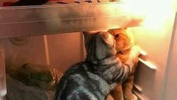 Hey kucing! Apa yang kalian lakukan di dalam kulkas?