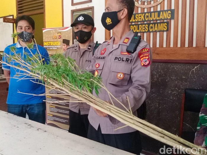 Petugas gabungan mengamankan 3 pohon ganja di Pangandaran