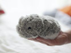 Teknologi Unik dan Aneh yang Hadir di CES 2021