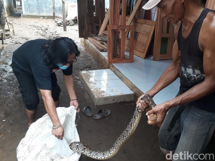 ular sanca di banjir pasuruan