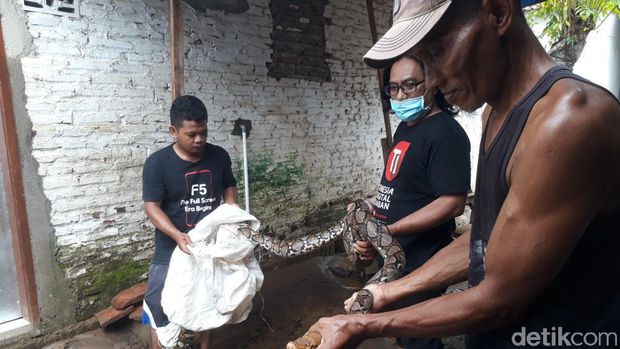 ular sanca di banjir pasuruan