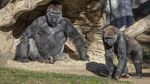 Foto: Gorila di Kebun Binatang AS Terinfeksi Virus Corona