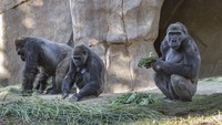 Para gorila diduga tertular dari para staf yang terinfeksi virus Corona tanpa gejala. (Ken Bohn/San Diego Zoo Global Archives)