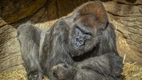 Petugas kebun binatang kini bertanya kepada ahli tindakan apa yang dilakukan jika gejala yang diderita gorila parah. Sebagai hewan yang hidup berkelompok, gorila tidak bisa dipisahkan.(Ken Bohn/San Diego Zoo Global Archives)