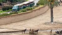 Kebun binatang San Diego tutup sejak awal Desember 2020 dan hingga kini belum dibuka kembali. (San Diego Zoo Safari Park)