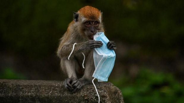 Monyet berman-main dengan masker . (Photo by Mohd RASFAN / AFP) / To go with HEALTH-VIRUS-ENVIRONMENT-ANIMAL,FOCUS by Sam REEVES