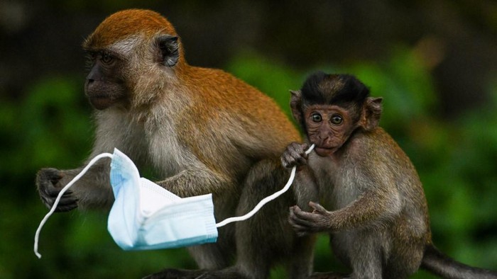 Monyet berman-main dengan masker . (Photo by Mohd RASFAN / AFP) / To go with HEALTH-VIRUS-ENVIRONMENT-ANIMAL,FOCUS by Sam REEVES