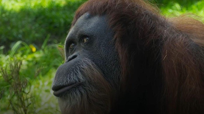 Orang utan tertua di dunia, asal Sumatera yang senang melihat isi tas para pengunjung, mati di kebun binatang di AS pada umur 61 tahun