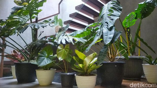 Penampakan puluhan tanaman hias yang dibarter dengan rumah Rp 500 juta
