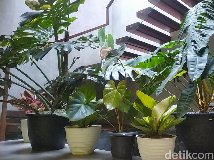 Tanaman hias calathea orbifolia Potted plant calathea orbifolia on a wooden table