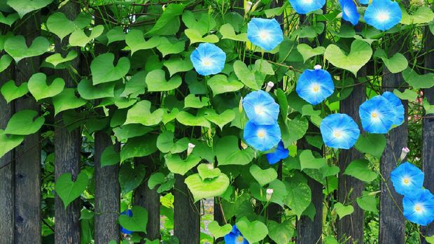 Fence with beautiful blue morning glories.