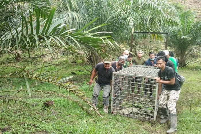 Tim BBKSDA Sumatera Utara menyiapkan perangkap untuk harimau sumatra di Langkat. (ANTARA/HO)