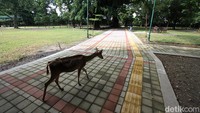Pagelaran tersebut tetap akan mengutamakan protokol kesehatan dengan membatasi pengunjung maksimal 500 orang kalau sebelum pandemi bisa mencapai 3.000 orang. 