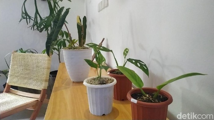 Seorang pecinta tanaman di Garut bikin heboh lantaran membarter rumah dengan tanaman. Kisah itu jadi perbincangan saat ini.