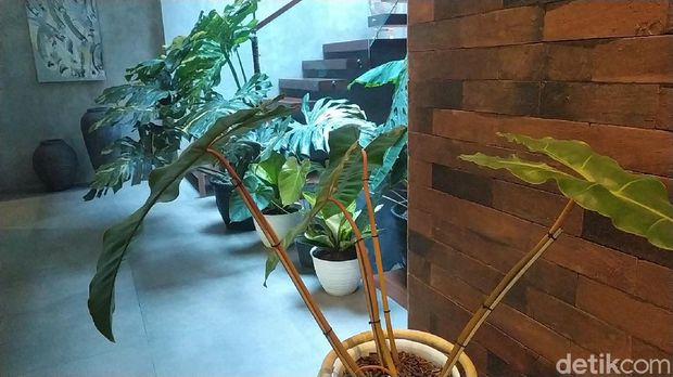 Seorang pecinta tanaman di Garut bikin heboh lantaran membarter rumah dengan tanaman. Kisah itu jadi perbincangan saat ini.