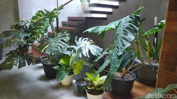 Seorang pecinta tanaman di Garut bikin heboh lantaran membarter rumah dengan tanaman. Kisah itu jadi perbincangan saat ini.