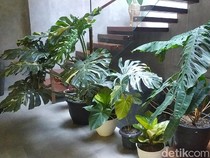 6 Tanaman yang Cocok Ditanam Saat Musim Hujan