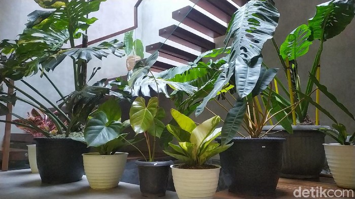 Seorang pecinta tanaman di Garut bikin heboh lantaran membarter rumah dengan tanaman. Kisah itu jadi perbincangan saat ini.