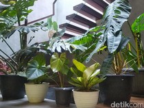 4 Tips Menyimpan Tanaman Saat Ditinggal Bepergian Tanpa Khawatir Layu