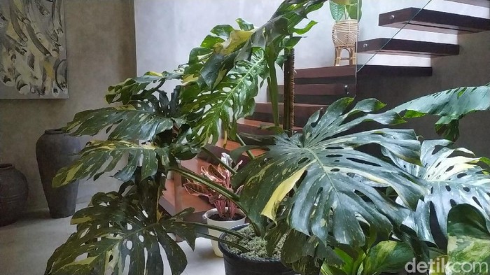 Seorang pecinta tanaman di Garut bikin heboh lantaran membarter rumah dengan tanaman. Kisah itu jadi perbincangan saat ini.
