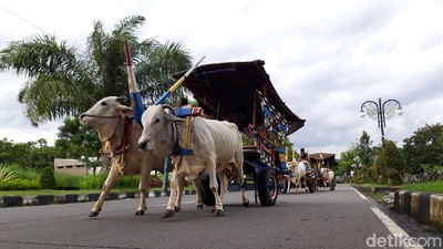 Asyiknya Jalan-jalan Sore Naik Gerobak Sapi