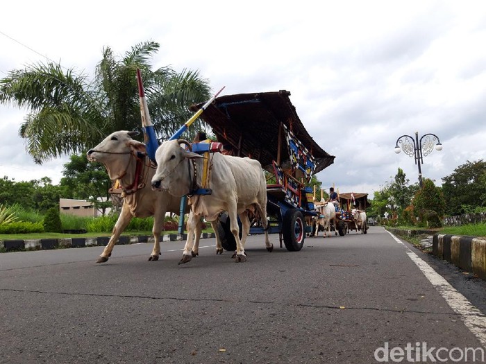Tiga gerobak sapi melintas di jalan Solo-Semarang dekat Makodim 0726/Boyolali, Rabu (13/1/2021).