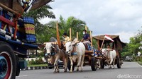 Gerobak-gerobak sapi tersebut dijalankan oleh Komunitas Peternak Sapi Logerit Mojosongo, Boyolali.