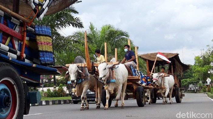 Tiga gerobak sapi melintas di jalan Solo-Semarang dekat Makodim 0726/Boyolali, Rabu (13/1/2021).
