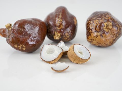 buah zuriat atau Hyphaene thebaica atau doumin