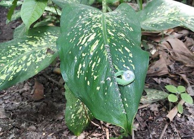 Baru tau kalau kancing ternyata bisa juga untuk mengancingkan daun ya.. Ada yang berniat mencoba? Foto: Instagram/@galihjohar