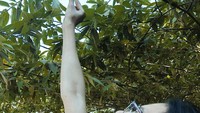 Mengenang masa kecil, Indah Permatasari memetik buah kersen. Tak disangka ternyata dulu ia sering berburu buah manis dan mungil ini. Foto: Instagram @indahpermatas