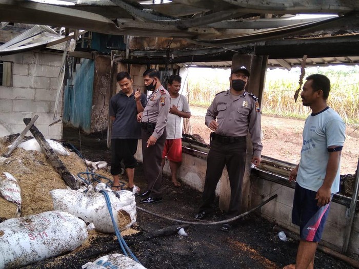 Kandang peternakan terbakar di Purbalingga, 14 ribu ayam mati terpanggang, Rabu (13/1/2021).