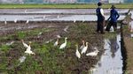 Petani Bekerja, Burung Kuntul Gembira