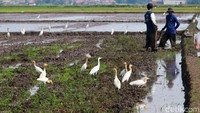 Puluhan ekor burung kuntul mengerumuni para petani yang sedang sibuk membajak sawahnya.