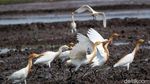 Petani Bekerja, Burung Kuntul Gembira
