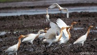 Kawanan burung kuntul itu, datang ke pesawahan warga untuk mencari makan.