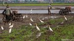 Petani Bekerja, Burung Kuntul Gembira