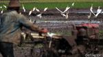Petani Bekerja, Burung Kuntul Gembira